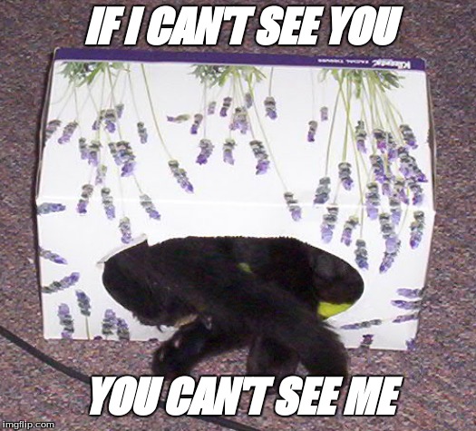You can't see me | IF I CAN'T SEE YOU; YOU CAN'T SEE ME | image tagged in funny cats,cats | made w/ Imgflip meme maker