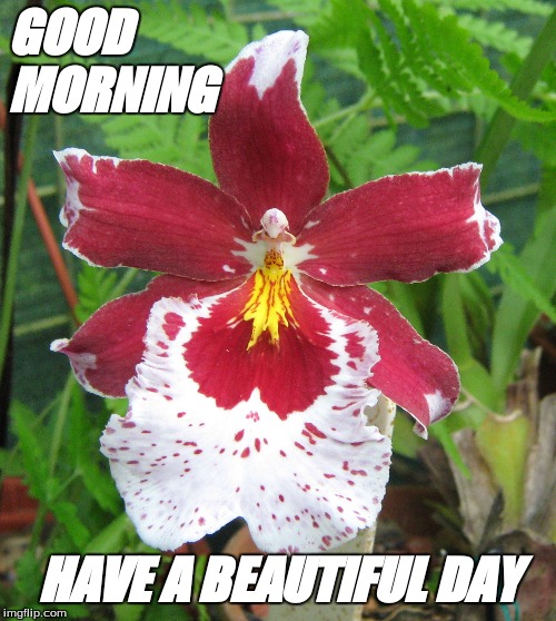 Good morning | GOOD
MORNING; HAVE A BEAUTIFUL DAY | image tagged in good morning flowers | made w/ Imgflip meme maker