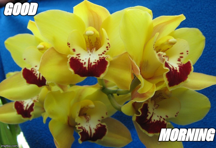 Good morning | GOOD; MORNING | image tagged in good morning flowers | made w/ Imgflip meme maker
