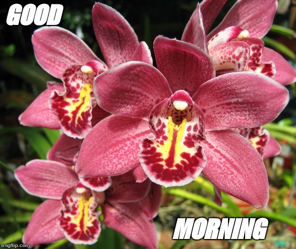 Good Morning | GOOD; MORNING | image tagged in good morning flowers | made w/ Imgflip meme maker