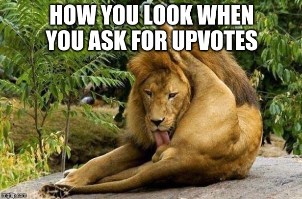 If it's funny we'll upvote, please don't ask |  HOW YOU LOOK WHEN YOU ASK FOR UPVOTES | image tagged in lion licking balls,memes,fishing for upvotes,funny animals,funny memes | made w/ Imgflip meme maker