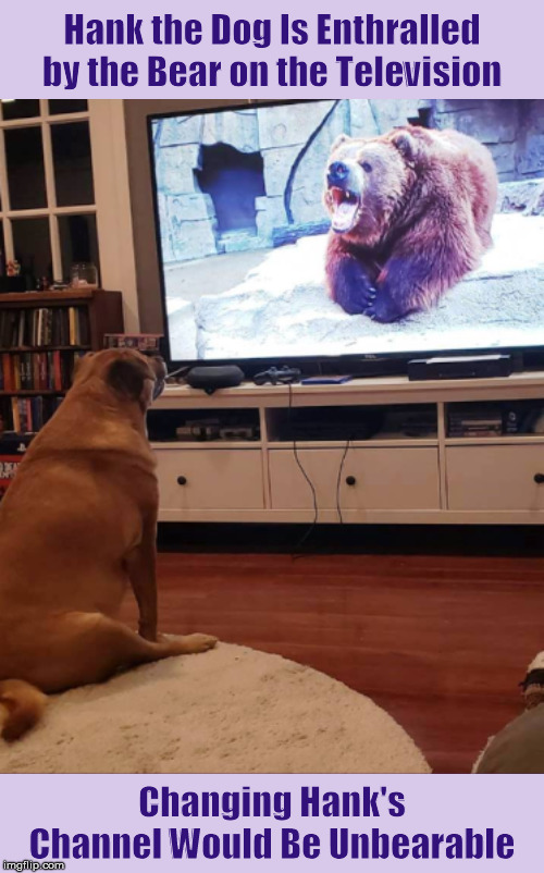 Hank the Dog Is Enthralled by the Bear on the Television | image tagged in dog,bear,television,unbearable,memes,funny,humor | made w/ Imgflip meme maker