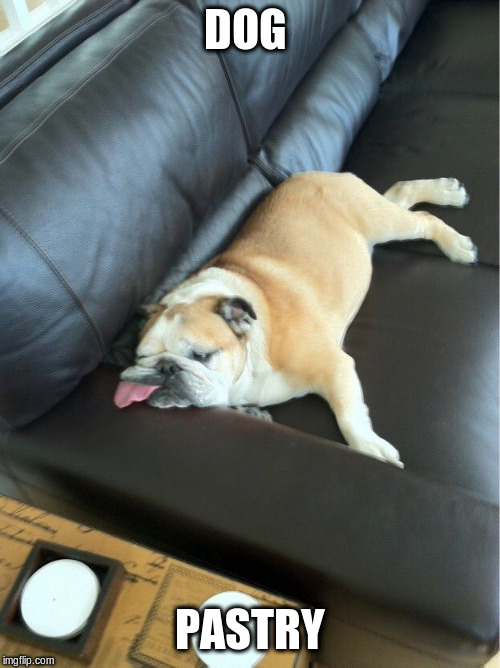 Bulldog sleeping on couch | DOG PASTRY | image tagged in bulldog sleeping on couch | made w/ Imgflip meme maker