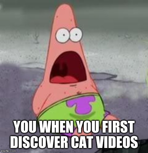 Suprised Patrick | YOU WHEN YOU FIRST DISCOVER CAT VIDEOS | image tagged in suprised patrick,cats,cat | made w/ Imgflip meme maker