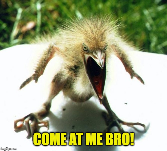 Angry bird | COME AT ME BRO! | image tagged in angry bird | made w/ Imgflip meme maker