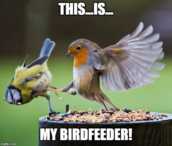 Bird Kick | THIS...IS... MY BIRDFEEDER! | image tagged in bird kick | made w/ Imgflip meme maker