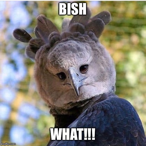 BISH; WHAT!!! | image tagged in funny,animals,eagles,eagle | made w/ Imgflip meme maker