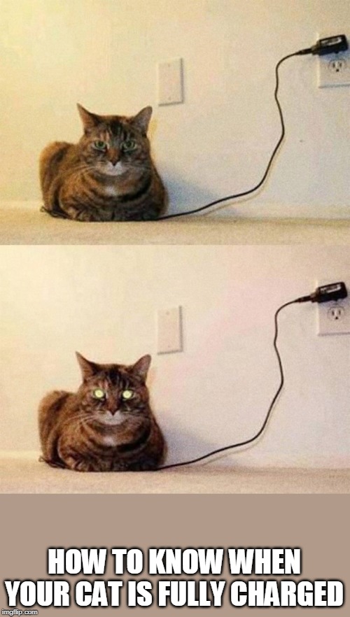 cat fully charged | HOW TO KNOW WHEN YOUR CAT IS FULLY CHARGED | image tagged in cat fully charged | made w/ Imgflip meme maker