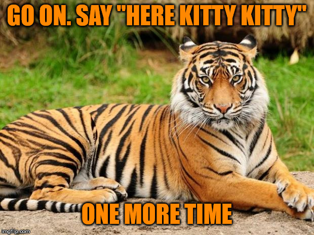 Famous last words - Tiger Week 3, Jul 27 - Aug 2, a TigerLegend1046 event | GO ON. SAY "HERE KITTY KITTY"; ONE MORE TIME | image tagged in srsly tiger,memes,tiger week 3,tigerlegend1046,kitty,cats | made w/ Imgflip meme maker