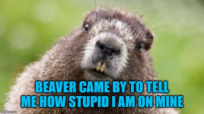 Mr Beaver | BEAVER CAME BY TO TELL ME HOW STUPID I AM ON MINE | image tagged in mr beaver | made w/ Imgflip meme maker