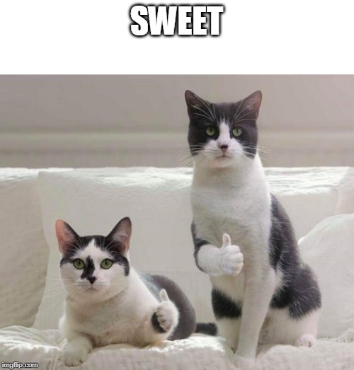 Cat Thumbs Up | SWEET | image tagged in cat thumbs up | made w/ Imgflip meme maker