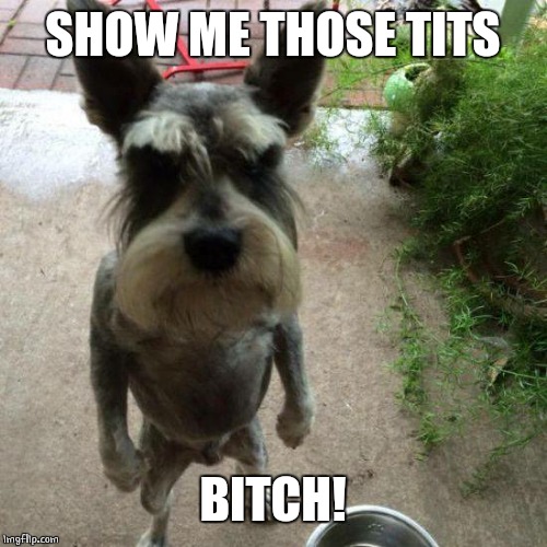 MAD DOG | SHOW ME THOSE TITS B**CH! | image tagged in mad dog | made w/ Imgflip meme maker
