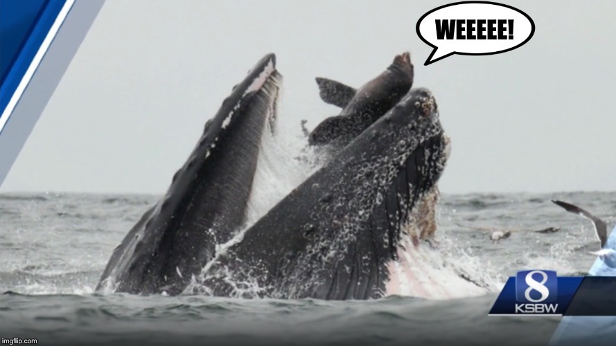 Sea Lion enjoying the Humpback Whale ride! | WEEEEE! | image tagged in sea lion,whale | made w/ Imgflip meme maker