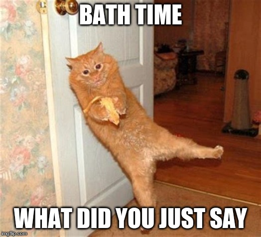 BATH TIME; WHAT DID YOU JUST SAY | image tagged in funnycats | made w/ Imgflip meme maker