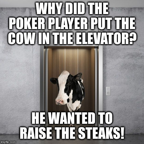 Groan! | WHY DID THE POKER PLAYER PUT THE COW IN THE ELEVATOR? HE WANTED TO RAISE THE STEAKS! | image tagged in humor,puns,cows,fun | made w/ Imgflip meme maker