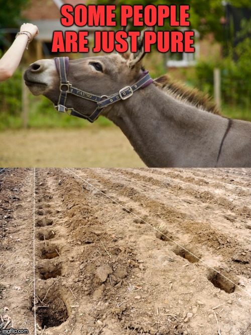 A holes |  SOME PEOPLE ARE JUST PURE | image tagged in donkey,ass,holes,people | made w/ Imgflip meme maker