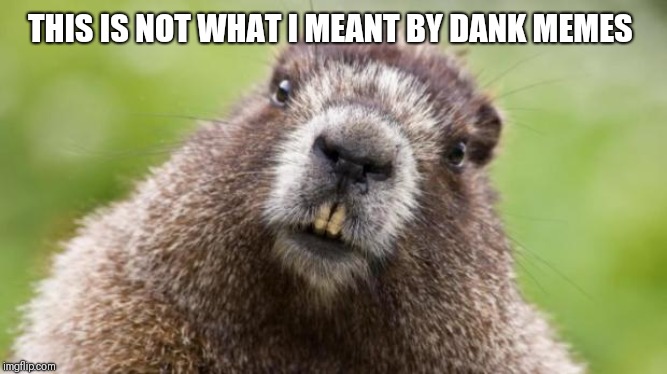 Mr Beaver | THIS IS NOT WHAT I MEANT BY DANK MEMES | image tagged in mr beaver | made w/ Imgflip meme maker