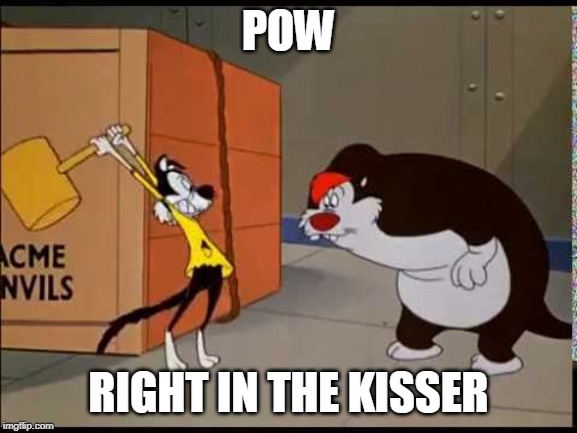 HAMMER CATS | POW RIGHT IN THE KISSER | image tagged in hammer cats | made w/ Imgflip meme maker