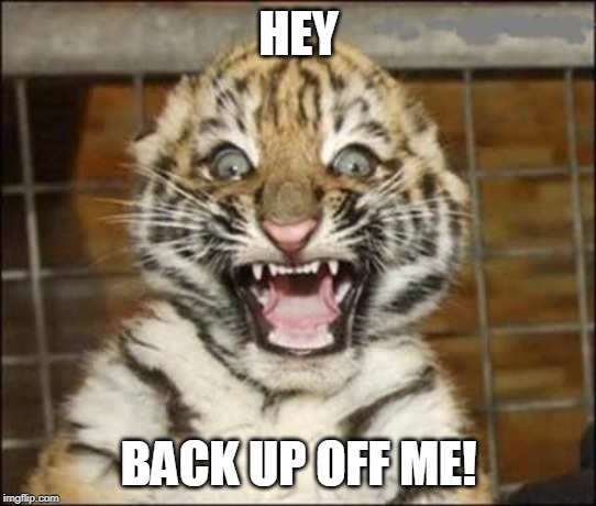 SCARED TIGER | HEY BACK UP OFF ME! | image tagged in scared tiger | made w/ Imgflip meme maker