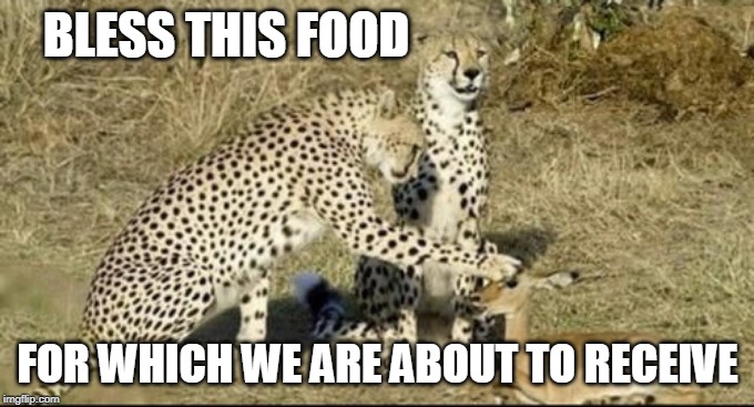 CHEETAH BLESSING | BLESS THIS FOOD; FOR WHICH WE ARE ABOUT TO RECEIVE | image tagged in cheetah petting deer,cats,cheetah,memes | made w/ Imgflip meme maker
