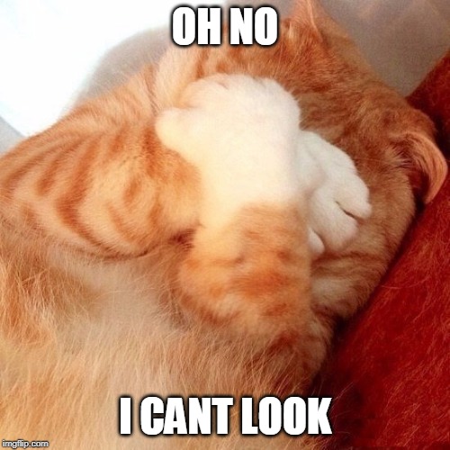 CANT LOOK | OH NO; I CANT LOOK | image tagged in cat cant look,cats,cute cat | made w/ Imgflip meme maker
