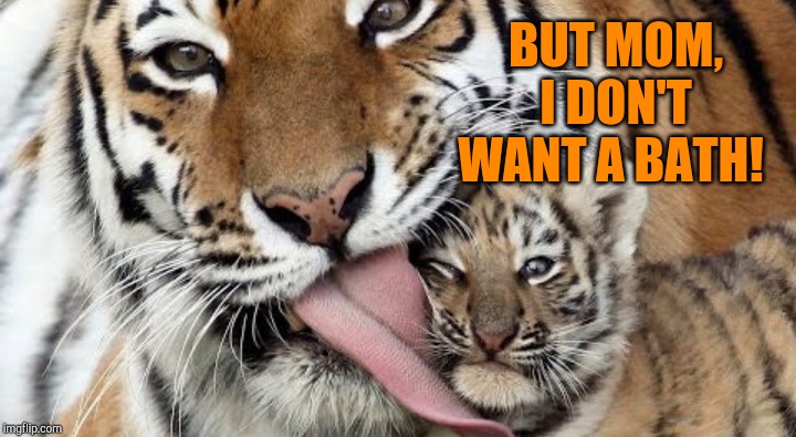 Tiger Week 3, July 27 - August 2, a TigerLegend1046 event! | BUT MOM, I DON'T WANT A BATH! | image tagged in tigerlegend1046,tiger week 3,cute animals,tigers,funny animals | made w/ Imgflip meme maker