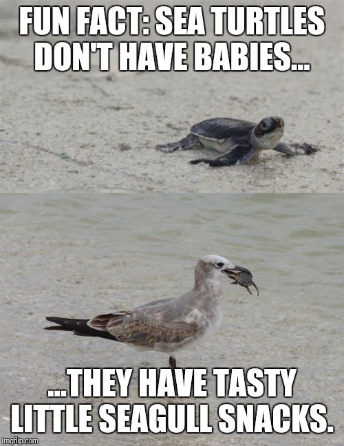 They wouldn't be so endangered if they didn't taste so good | FUN FACT: SEA TURTLES DON'T HAVE BABIES... ...THEY HAVE TASTY LITTLE SEAGULL SNACKS. | image tagged in sea turtles,funny animals,seagulls,tasty | made w/ Imgflip meme maker