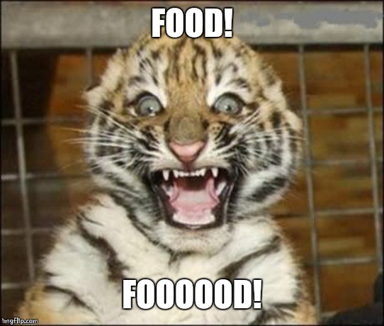 SCARED TIGER | FOOD! FOOOOOD! | image tagged in scared tiger | made w/ Imgflip meme maker