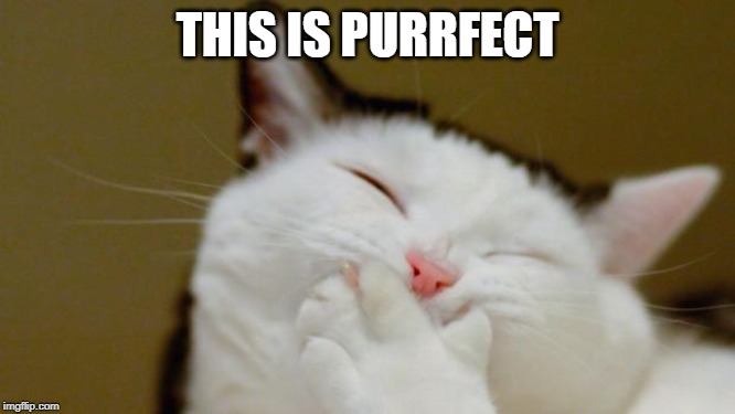 Laughing Cat | THIS IS PURRFECT | image tagged in laughing cat | made w/ Imgflip meme maker