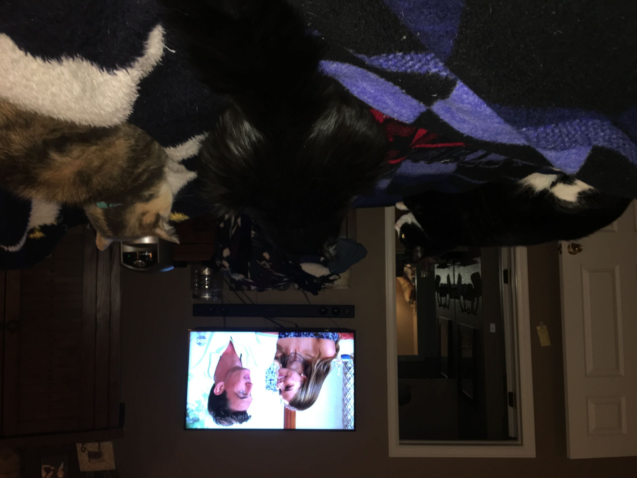 Cats and Bachelorette Blank Meme Template