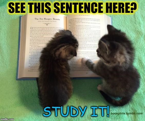 SEE THIS SENTENCE HERE? STUDY IT! | image tagged in kittens | made w/ Imgflip meme maker