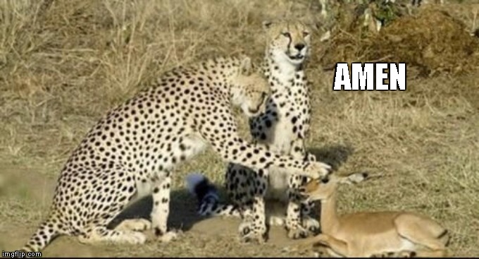 CHEETAH PETTING DEER | AMEN | image tagged in cheetah petting deer | made w/ Imgflip meme maker