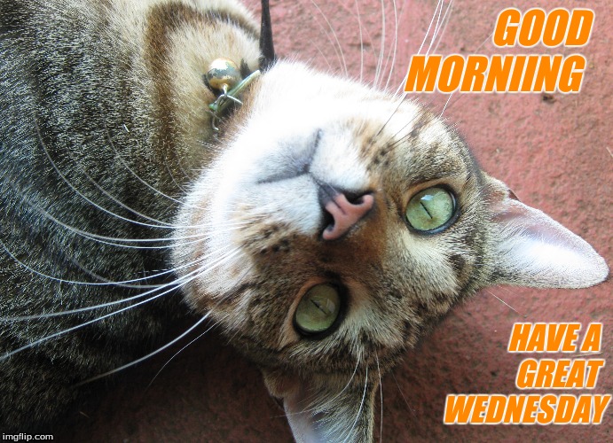 Good morning | GOOD  
MORNIING; HAVE A 
GREAT 
WEDNESDAY | image tagged in good morning cats | made w/ Imgflip meme maker