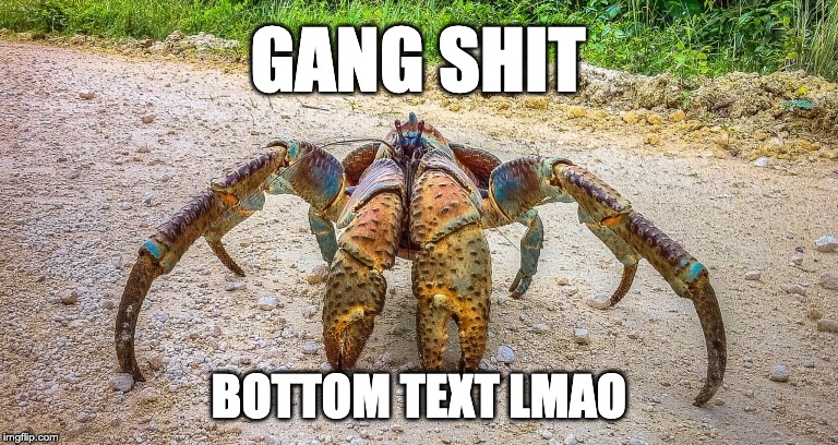 GANG SHIT; BOTTOM TEXT LMAO | made w/ Imgflip meme maker