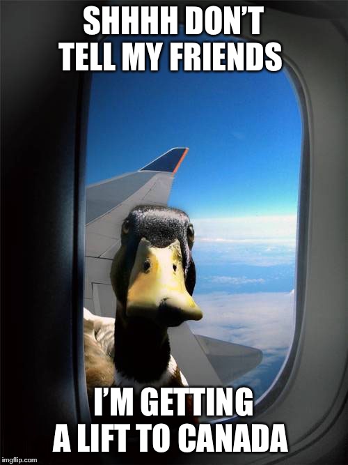 Duck Plane Window | SHHHH DON’T TELL MY FRIENDS; I’M GETTING A LIFT TO CANADA | image tagged in duck plane window | made w/ Imgflip meme maker