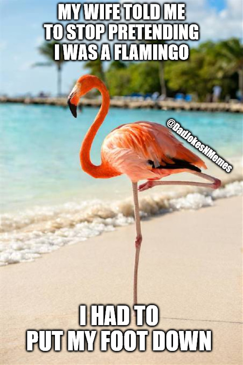 Flamingo Memes Gifs Imgflip
