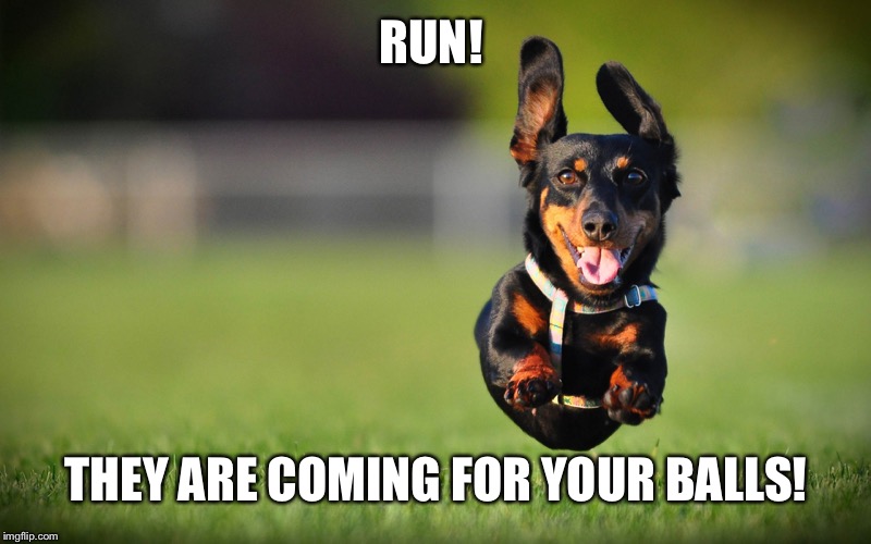 RUN! THEY ARE COMING FOR YOUR BALLS! | image tagged in dog running | made w/ Imgflip meme maker