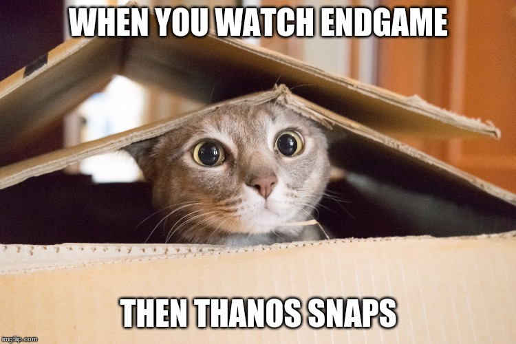 WHEN YOU WATCH ENDGAME; THEN THANOS SNAPS | image tagged in endgame,cats | made w/ Imgflip meme maker