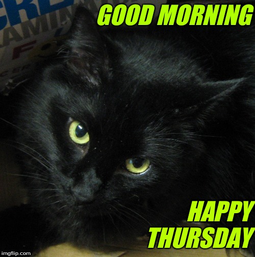 Good morning | GOOD MORNING; HAPPY
THURSDAY | image tagged in good morning cats | made w/ Imgflip meme maker