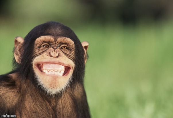 Smiling chimp | image tagged in smiling chimp | made w/ Imgflip meme maker