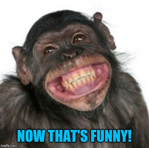 Grinning Chimp | NOW THAT'S FUNNY! | image tagged in grinning chimp | made w/ Imgflip meme maker