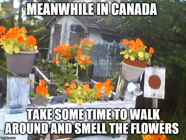 meanwhile in canada | MEANWHILE IN CANADA; TAKE SOME TIME TO WALK AROUND AND SMELL THE FLOWERS | image tagged in flowers,meanwhile in canada,take some time to walk around and smell the flowers,memes | made w/ Imgflip meme maker