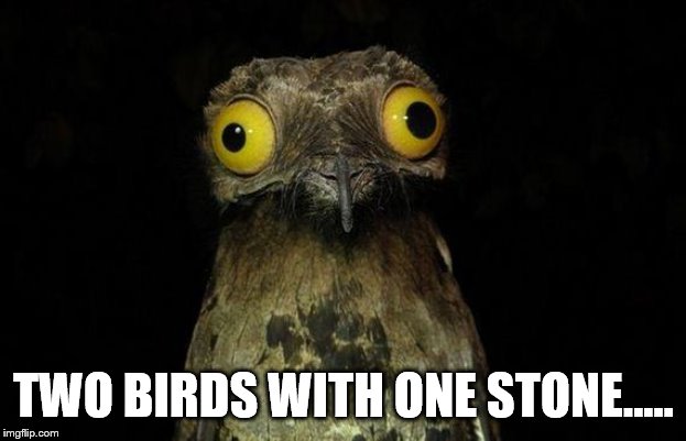 Weird Stuff I Do Potoo Meme | TWO BIRDS WITH ONE STONE..... | image tagged in memes,weird stuff i do potoo | made w/ Imgflip meme maker