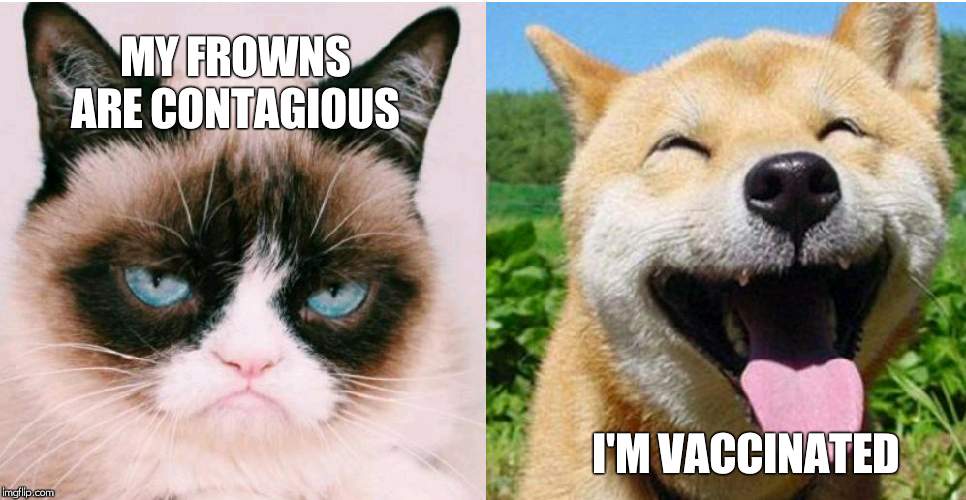 Grumpy cat happy dog | MY FROWNS ARE CONTAGIOUS; I'M VACCINATED | image tagged in grumpy cat happy dog | made w/ Imgflip meme maker