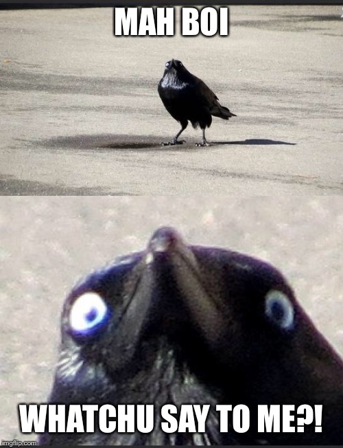 insanity crow | MAH BOI; WHATCHU SAY TO ME?! | image tagged in insanity crow | made w/ Imgflip meme maker