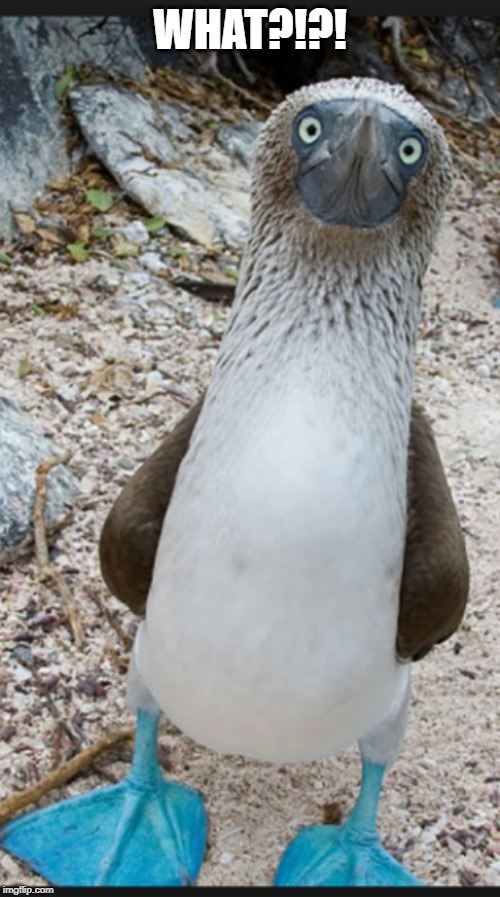 Confused as hell blue footed boobie! | WHAT?!?! | image tagged in bird,confused | made w/ Imgflip meme maker