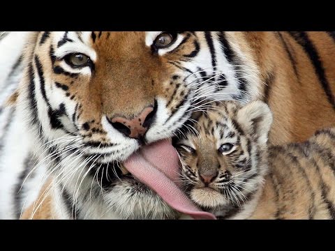 High Quality TIGER LICKING CUB Blank Meme Template