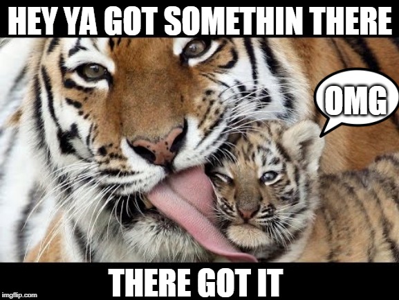 YOUR WELCOME | HEY YA GOT SOMETHIN THERE; OMG; THERE GOT IT | image tagged in tiger licking cub,cats,funny,cute,tiger,tiger week | made w/ Imgflip meme maker