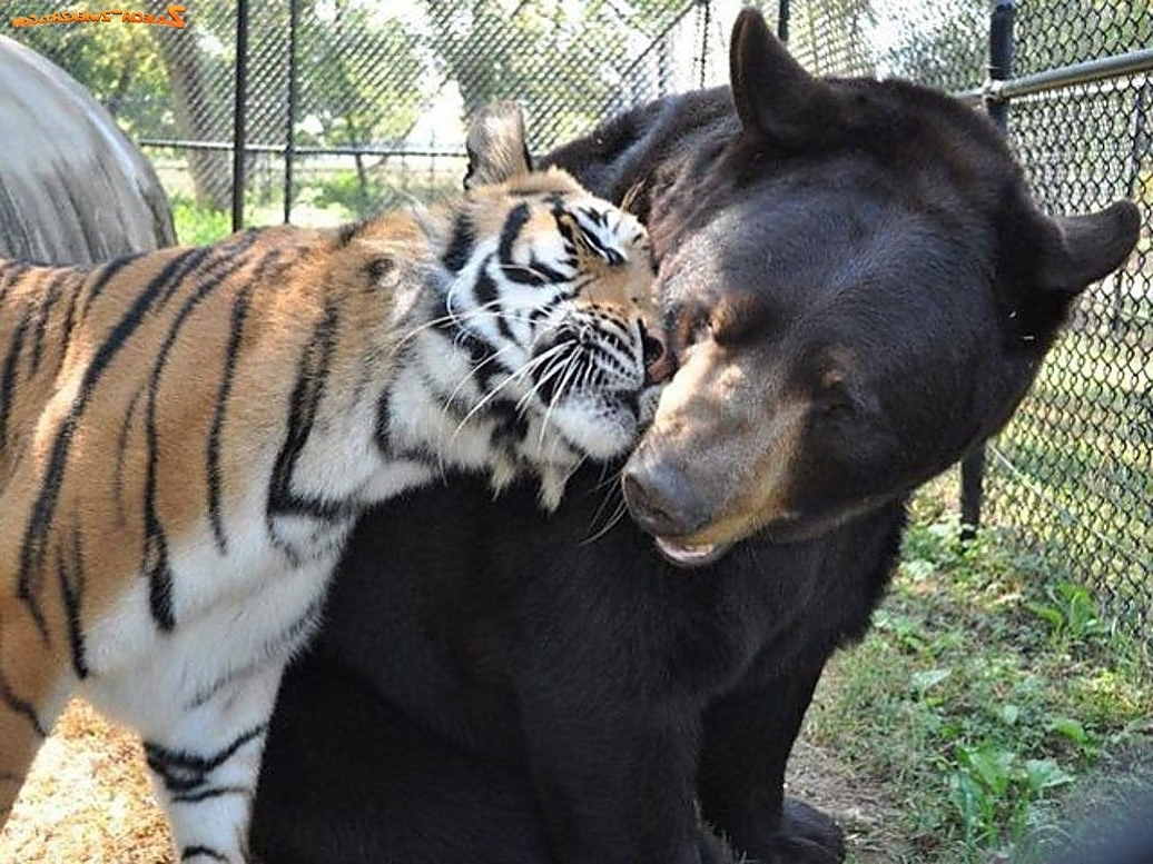 High Quality TIGER AND BEAR Blank Meme Template