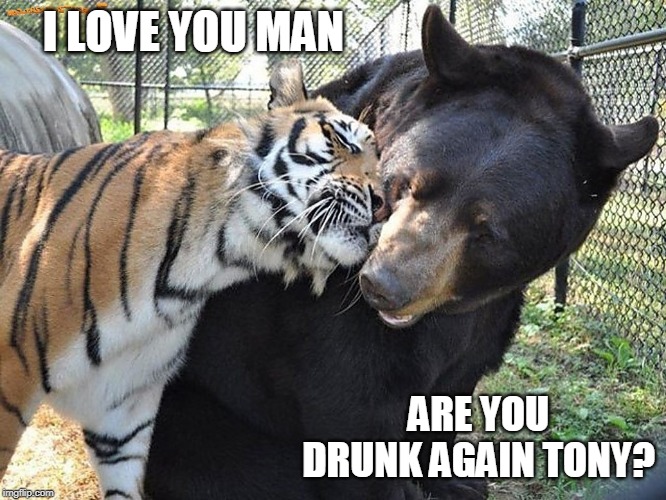 DRUNK TIGER | I LOVE YOU MAN; ARE YOU DRUNK AGAIN TONY? | image tagged in tiger and bear,tiger,bear,tiger week,cats,funny | made w/ Imgflip meme maker